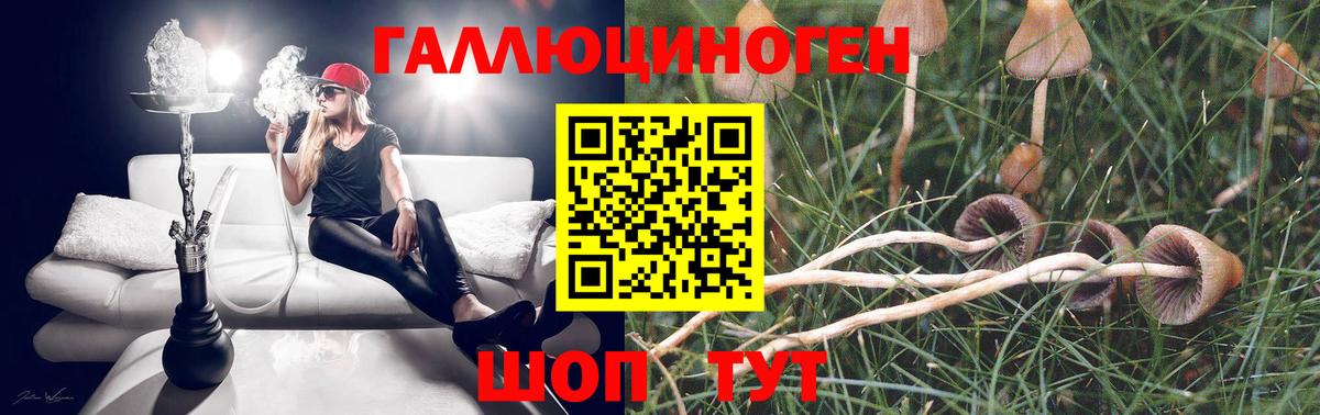 Галлюциногенные грибы Psilocybine cubensis Павлово